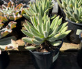 1G ECHEVERIA ICICLE