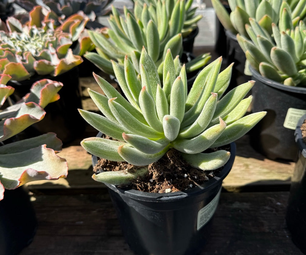 1G ECHEVERIA ICICLE