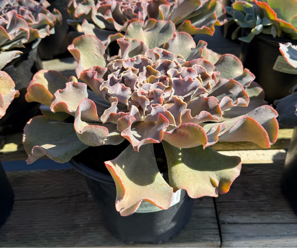 2G ECHEVERIA VIOLACINA