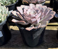 1G GRAPTOVERIA FRANCESCA