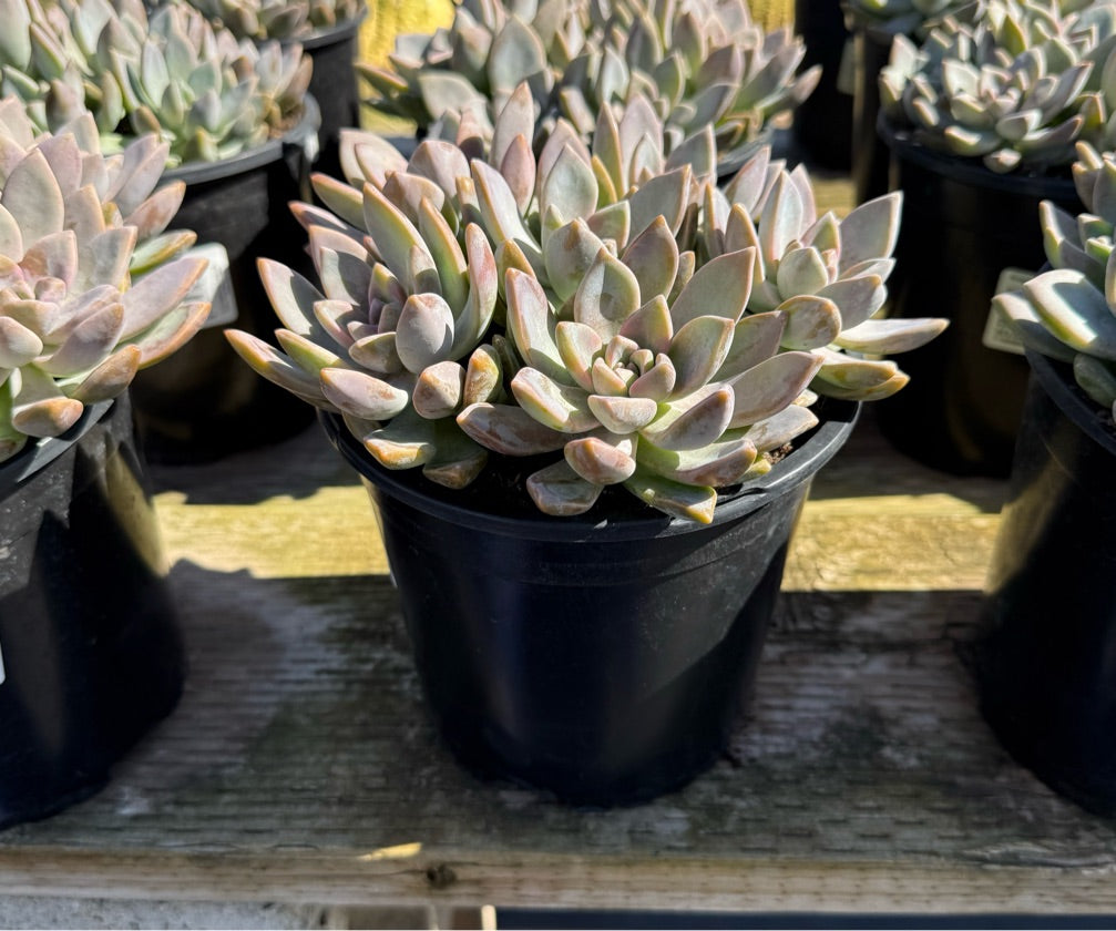 1G GRAPTOSEDUM GHOSTY