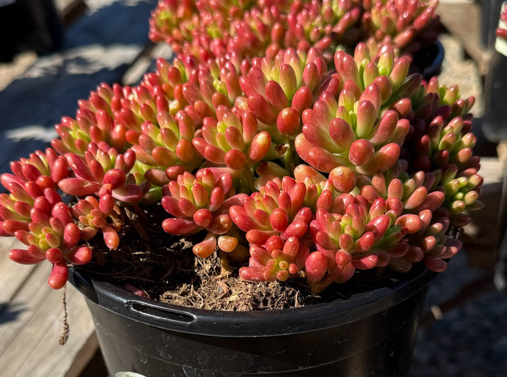 1G SEDUM RUBROTINCTUM AURORA