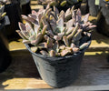 1G GRAPTOPETALUM PARAGUAYENSE REAL