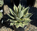 8" AGAVE APPLANATA CREAM SPIKE