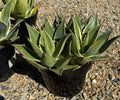 8" AGAVE CELSII MULTICOLOR