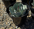 8" AGAVE KISSHO KAN