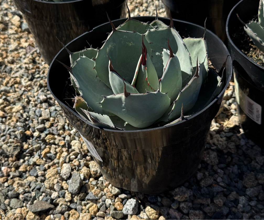 8" AGAVE KISSHO KAN