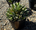 8" AGAVE POTATORUM 'CUBIC'