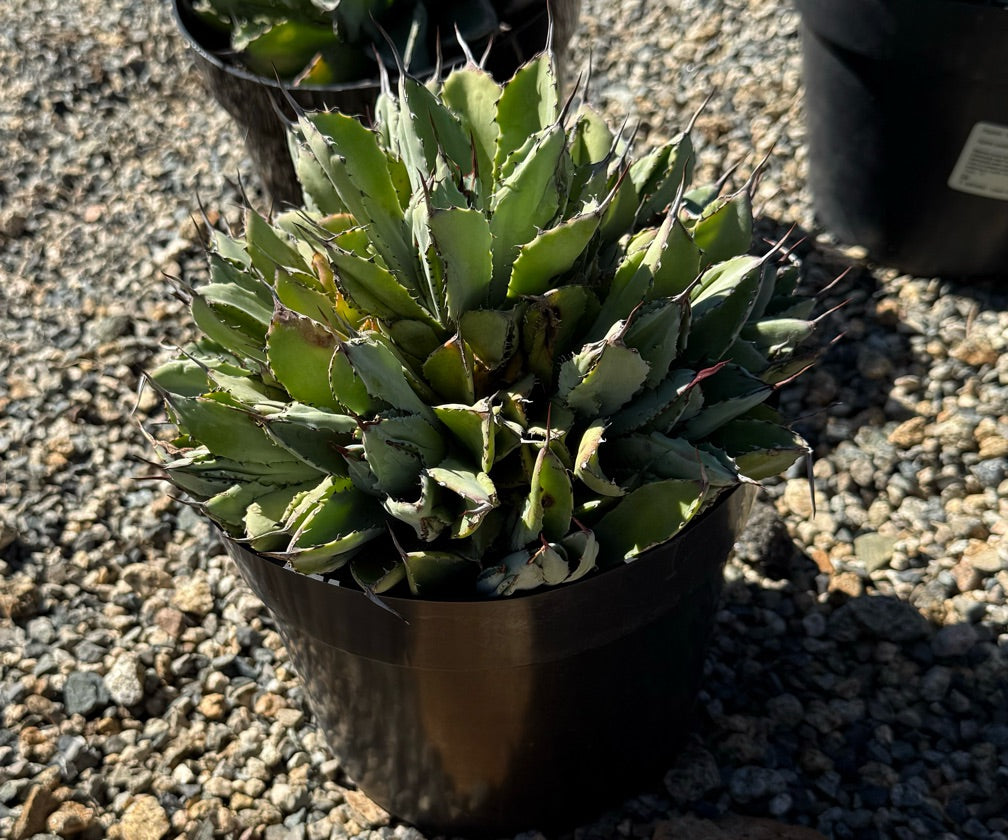 8" AGAVE POTATORUM 'CUBIC'