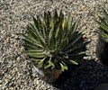 8" AGAVE SHIRA ITO NO OHI