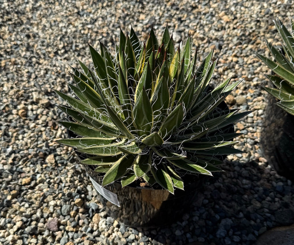 8" AGAVE SHIRA ITO NO OHI