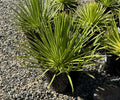 8" AGAVE STRICTA