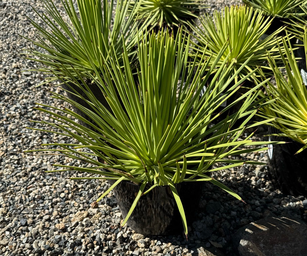 8" AGAVE STRICTA