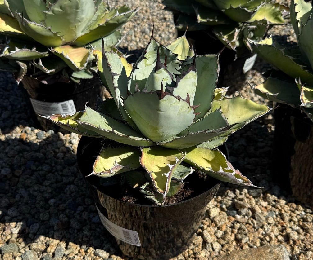 8" AGAVE TITANOTA BLACK & BLUE