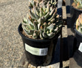 1G ALOE BREVIFOLIA