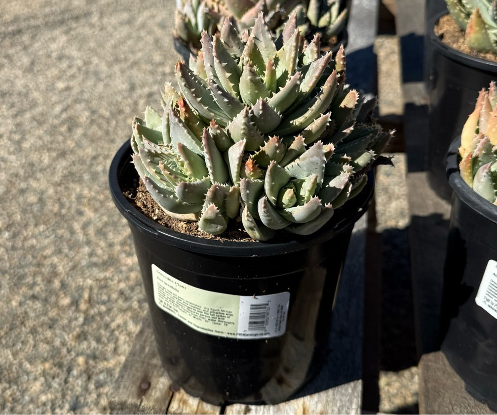 1G ALOE BREVIFOLIA