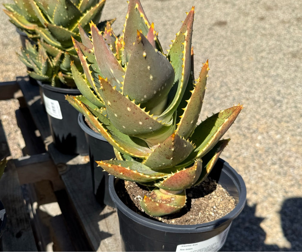 1G ALOE DISTANS