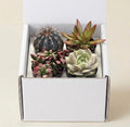 Assorted Succulent (4 Pack)