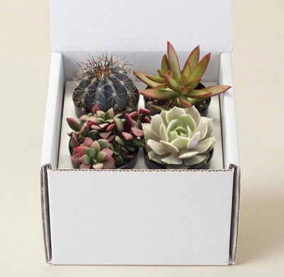 Assorted Succulent (4 Pack)