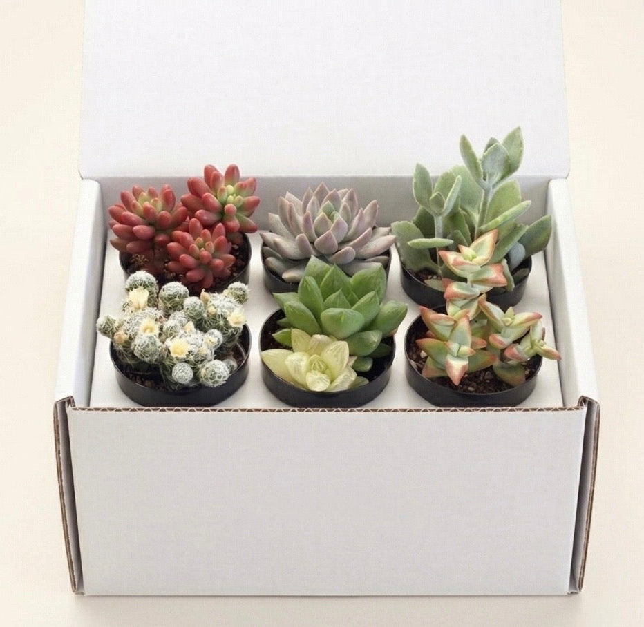 Assorted Succulent (6 Pack)