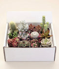 Assorted Succulent (12 Pack)
