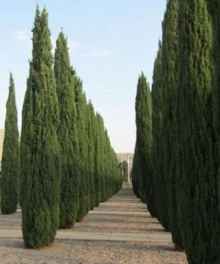 15 Gallon Cupressus Sempervirens (Tiny Tower)