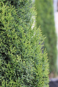 15 Gallon Cupressus Sempervirens (Tiny Tower)
